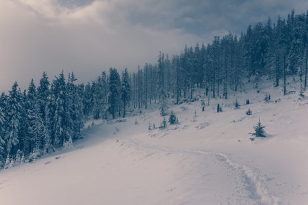 Landscape in winter mountains.View of foggy hills covered by forest and trail in deep snow. Retro style.の写真素材