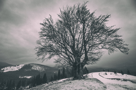 A lonely branchy tree on the hill. Winter landscape. Old photo effect.の写真素材