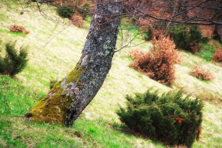 View of the mysterious big tree with green moss in a deep green. Calm and wild nature concept. Forest landscape. Nature background.の写真素材