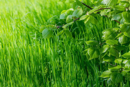 Spring wallpaper.View of close-up green grass and fresh leaves on a branch at sunlight. Background...