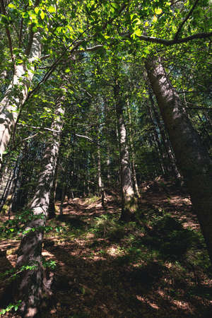View of large trees in the forest. An old dry trunk standing among the woods. background wildlife.の写真素材