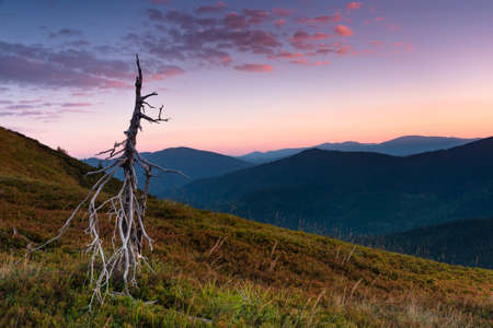 Beautiful mountain landscape at sunrise. View of slopes are covered with flowering herbs in sunlight.の写真素材