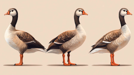 Three geese stand side by side, each displaying unique poses and plumage patterns against a soft, neutral backdrop. The illustration highlights their features and colors.の素材
