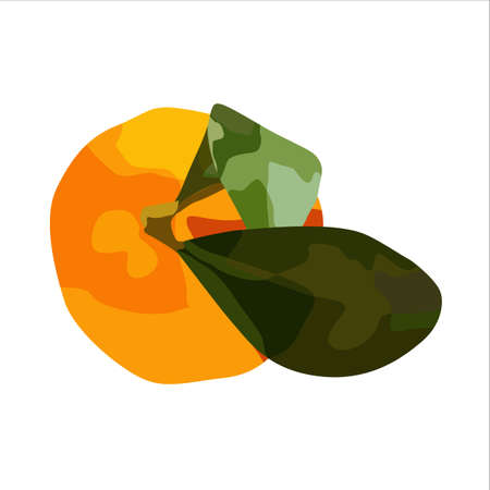 Vector orange. For design restaurant menu desserts invitation cardsのイラスト素材