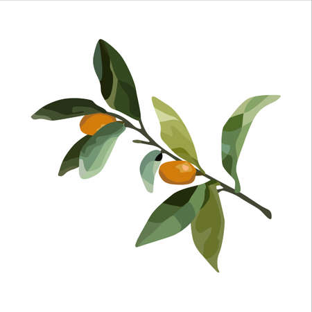 Vector orange. For design restaurant menu desserts invitation cardsのイラスト素材