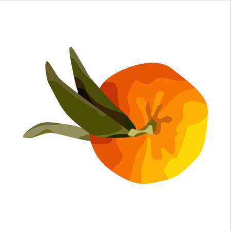 Vector orange. For design restaurant menu desserts invitation cardsのイラスト素材