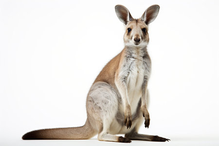 Kangaroo, isolated on a white background.の素材