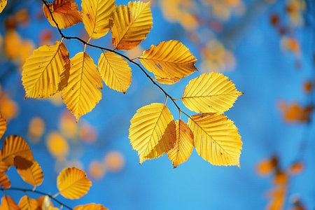 Yellowed leaves against a blue sky. Autumn nature background