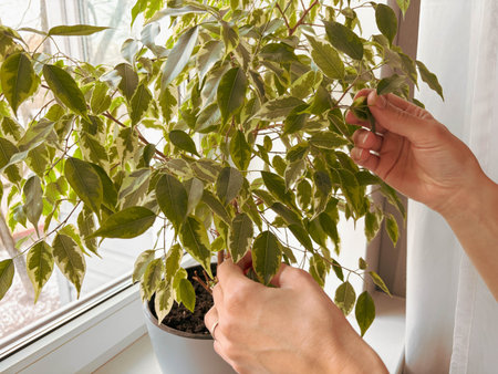 Close-up of a woman caring for a Ficus plant at home. The woman's hands gently touch the house ficus...