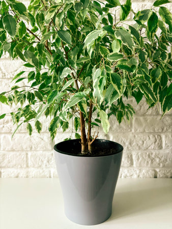 Beautiful lush ficus benjamin in a pot at home.