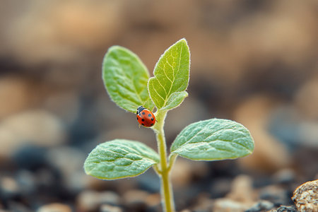 A small red ladybug crawls on young tree leaves in spring.の素材
