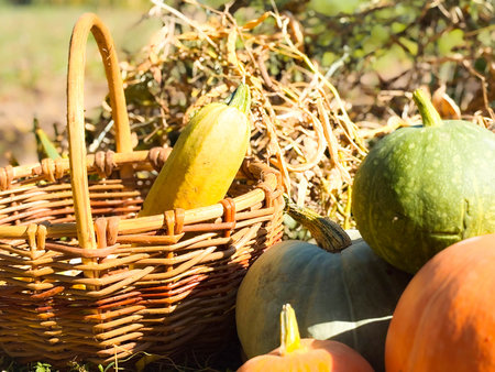 Countryside scene with pumpkins piled next to a wicker basket. Melon harvest. Pumpkin and squash. Cozy autumn composition.の写真素材