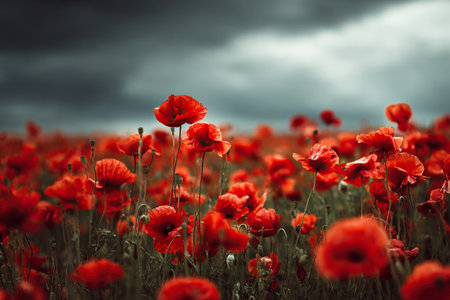 Bright scarlet poppies under a gray cloudy sky.の素材