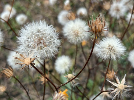 Autumn dandelions. White airy dandelions in the autumn field.の写真素材