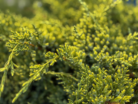 Close-up of a young juniper bush. Green branches of juniper.の写真素材