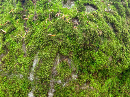 Thick green moss almost completely covers the gray rock. Close-up of the moss. Ecological concept.の写真素材