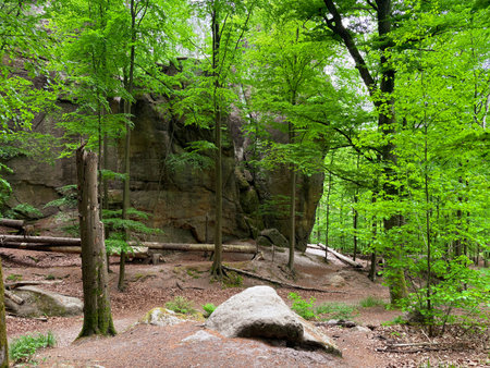 A lush landscape of a rocky European forest with moss-covered rocks and tall trees. The photo captures the natural beauty, tranquility, and vibrant greenery. Spring hikingの写真素材