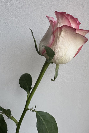 A delicate white and red rose stands on a white background. Flower, gift, Valentine's Day.の写真素材