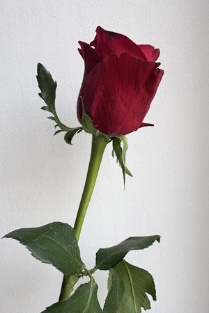 one red elegant rose on a white background. Vertical photoの写真素材