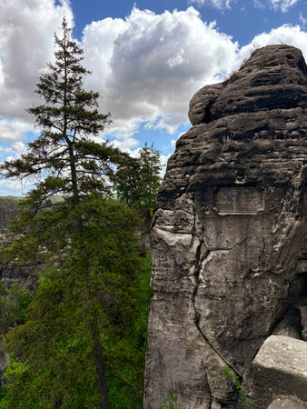 a tall spruce tree grows next to a rock that turns black towards the top. forest massif in the rocksの写真素材