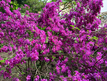 a bush of flowering purple azalea. Bright purple color of the buds.の写真素材