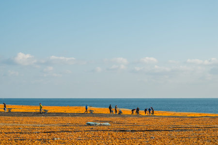 Drying tangerine peel in jeju island
