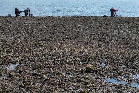 women picking clams at seasideの写真素材