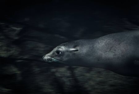 Young seal swims under water.の写真素材