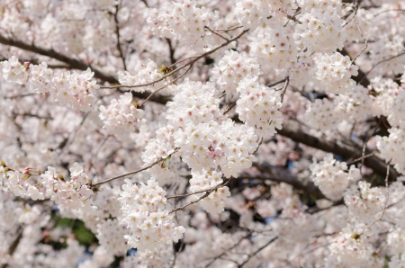 Japanese cherry blossoms in full bloomの写真素材