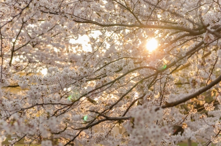 Sunset and Japanese cherry blossoms in full bloomの写真素材