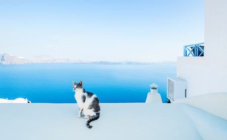 Cat against blue sky and sea in Santorini island, Oia, Greeceの写真素材