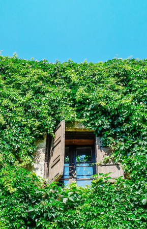 Open window on green wall with climbing plant in Santorini island, Oia, Greeceの写真素材