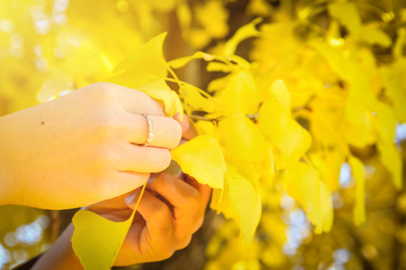 Traditional Japanese ceremony wedding lovely day, young married bride holding golden ginkgo leaves in hands withs shining diamond ring under sunlight in Japanese shrine temple at autumn seasonの写真素材