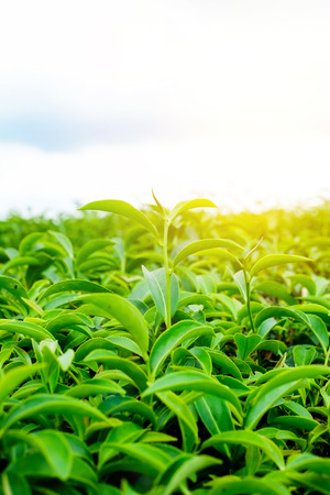 Asia culture concept image - Green and fresh organic tea bud tree & leaves plantation, the famous Oolong tea area in high mountain with dramatic sunrise and blue sky morning, Taiwanのeditorial素材