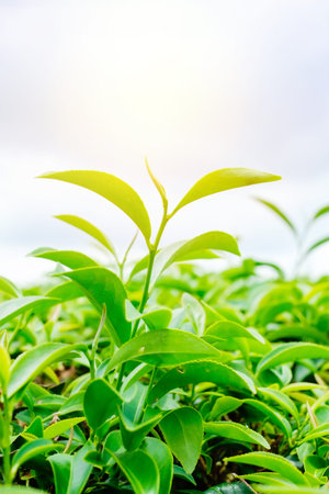 Asia culture concept image - Green and fresh organic tea bud tree & leaves plantation, the famous Oolong tea area in high mountain with dramatic sunrise and blue sky morning, Taiwanのeditorial素材