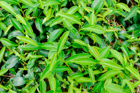 Asia culture concept image - Green and fresh organic tea bud tree & leaves plantation, the famous Oolong tea area in high mountain in morning, Taiwanのeditorial素材