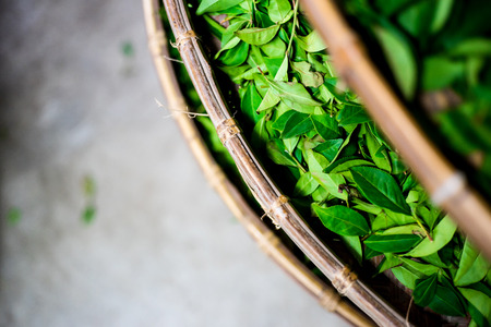 Asia culture concept image - top eye view of fresh organic tea bud & leaves on bamboo basket in Taiwan, the process of tea makingの写真素材
