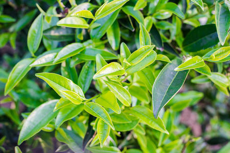 Asia culture concept image - top view of fresh organic tea bud & leaves plantation, the famous Oolong tea area under sunrise and morning blue bright sky in Taiwanのeditorial素材
