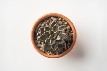 Business concept - Top view of cute succulent green plant on white background desk for mockupの写真素材