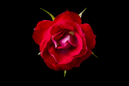 Design concept - top and close up view of one red rose isolated on deep black background for mother, wedding and valentine day mockupの写真素材
