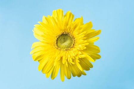 event design concept - top view of yellow sunflower fly in the air on blue background, copy space for mock upの写真素材