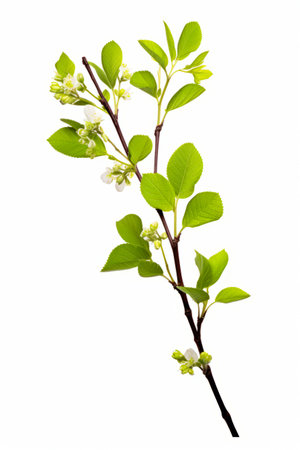 Branch with white flowers and green leaves on it, on white background. Generative AI.の素材