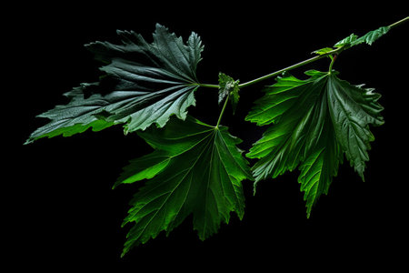 Green leaf is hanging from branch on black background. Generative AI.の素材