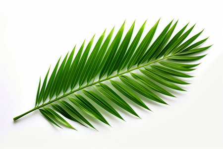 Green leaf is shown on white background with shadow. Generative AI.の素材
