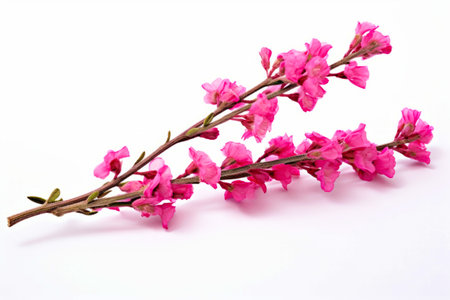 Branch of pink flowers on white background with white background. Generative AI.の素材