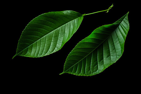 Two green leaves on black background with black background and white border. Generative AI.の素材