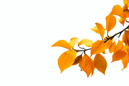 Branch with yellow leaves against white background with light reflection. Generative AI.の素材