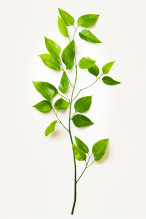 Plant with green leaves on white background. Generative AI.の素材