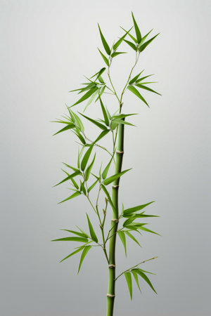 Tall bamboo plant with green leaves on white background with gray background. Generative AI.の素材