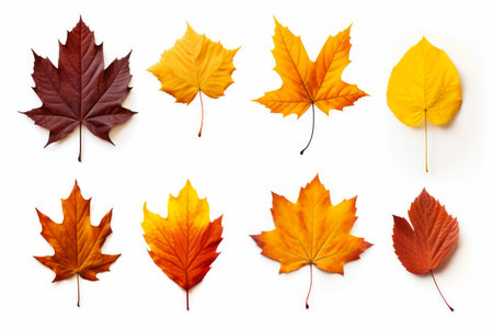 Collection of different colored leaves on white background, including one of them is orange and yellow. Generative AI.の素材